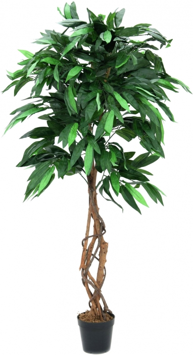 EUROPALMS Dschungelbaum Mango - 150cm 